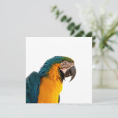 コンゴウインコ 招待状 (スタンド正面)