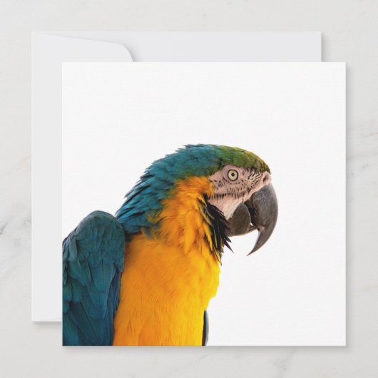 コンゴウインコ 招待状 (正面)