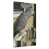 コンゴエレガントアフリカ産灰色オウムオンスタンド クリップボード (右)