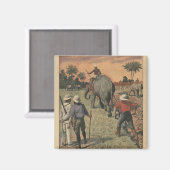 コンゴフランスので,象が耕す訓練を受けた マグネット (正面/裏面)