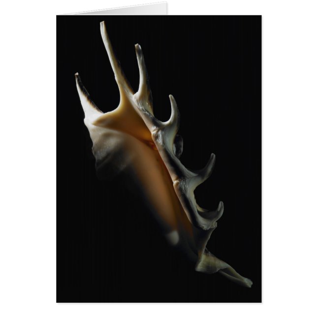 コンシュの貝 (正面)