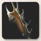 コンシュの貝 コースター (正面)