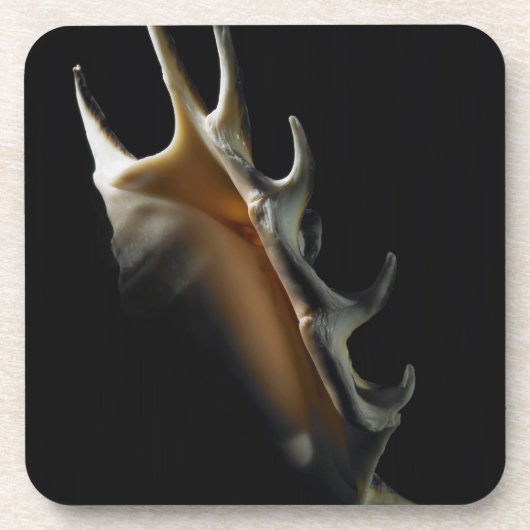 コンシュの貝 コースター (正面)