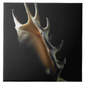 コンシュの貝 タイル (正面)