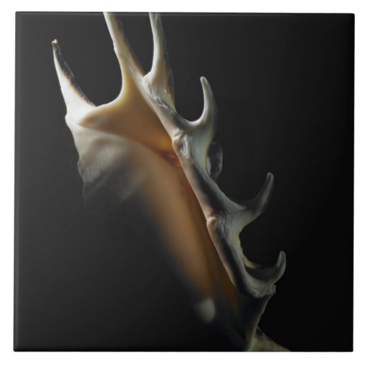 コンシュの貝 タイル (正面)