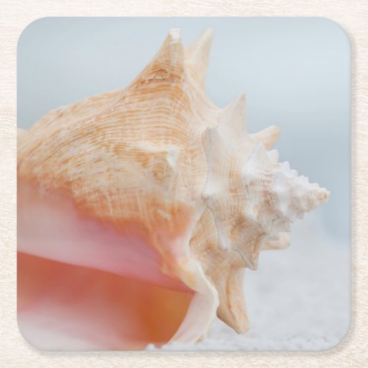 コンシュの貝|フロリダ スクエアペーパーコースター (正面)