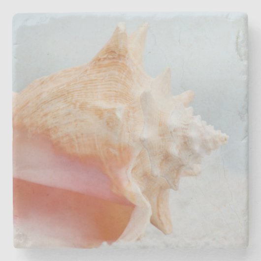 コンシュの貝|フロリダ ストーンコースター (正面)