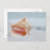 コンシュの貝 ポストカード (正面/裏面)