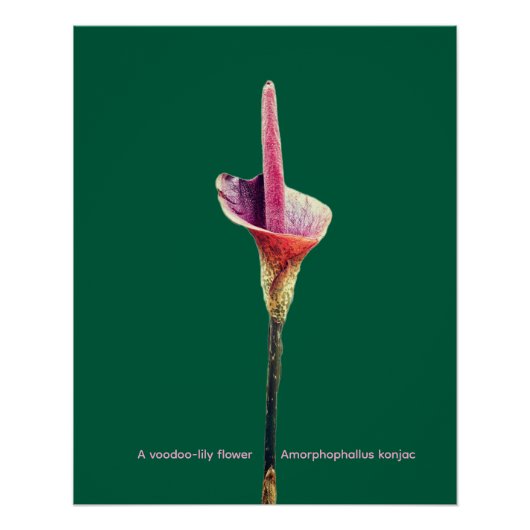 コンジャック（Amorphophallus konjac） ポスター (正面)