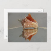 コンチシェルとその反射 ポストカード (正面/裏面)