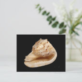 コンチシェルはがき ポストカード (スタンド正面)