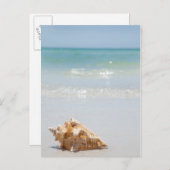 コンチシェルオンビーチ |フロリダ、サンクトペテルブルク ポストカード (正面/裏面)