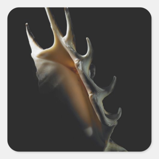 コンチシェル スクエアシール (正面)