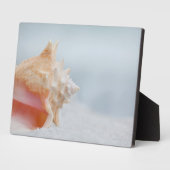 コンチシェル |フロリダ フォトプラーク (側面)