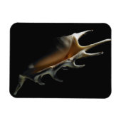 コンチシェル マグネット (横)