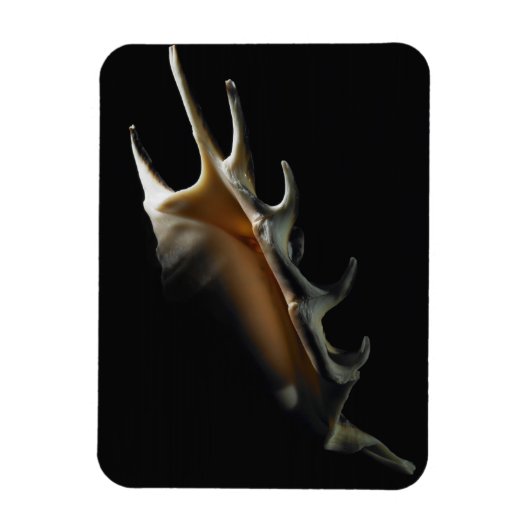 コンチシェル マグネット (縦)