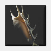 コンチシェル マグネット (正面)