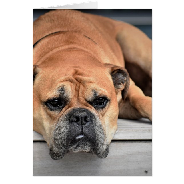 コンチネンタルブルドッグカスタマイズ (正面)