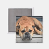 コンチネンタルブルドッグカスタマイズ マグネット (正面/裏面)