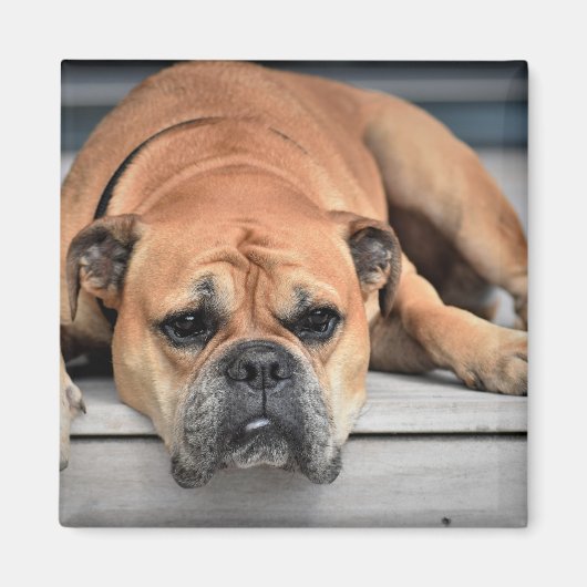 コンチネンタルブルドッグカスタマイズ マグネット (正面)