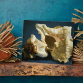 コンチ3335プラーク フォトプラーク (側面)