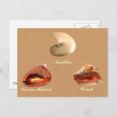 コンチ、ノーチラス、クイーンズヘルメット ポストカード (正面/裏面)