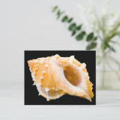 コンチ ポストカード (スタンド正面)