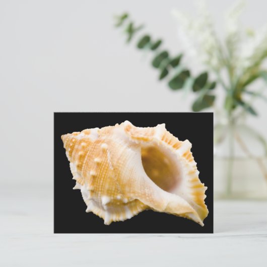 コンチ ポストカード (スタンド正面)