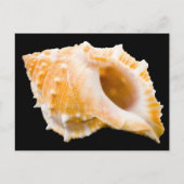 コンチ ポストカード (正面)