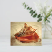 コンチ ポストカード (スタンド正面)