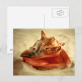 コンチ ポストカード (正面/裏面)