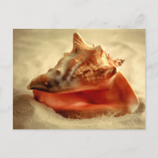 コンチ ポストカード (正面)