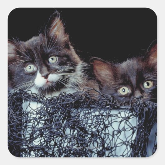 コンテナ内の子猫 スクエアシール (正面)