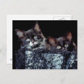 コンテナ内の子猫 ポストカード (正面/裏面)