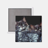 コンテナ内の子猫 マグネット (正面/裏面)