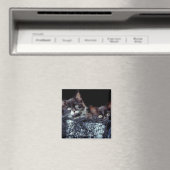 コンテナ内の子猫 マグネット (インサイチュ (食洗機))