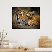 コンテンツタイガー ポスター (キッチン)