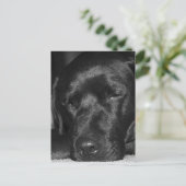 コンテンツ、スリープ中の黒いラブラドール ポストカード (スタンド正面)