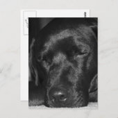 コンテンツ、スリープ中の黒いラブラドール ポストカード (正面/裏面)