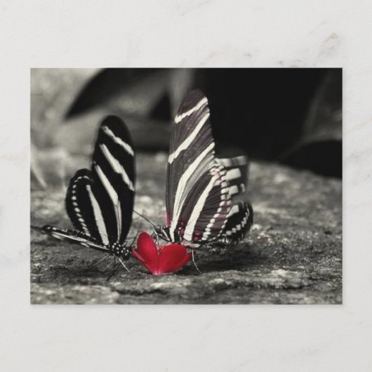 コントラスト ポストカード (正面)