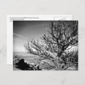 コントレイルはがき付きツリー ポストカード (正面/裏面)