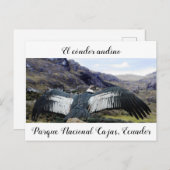 コンドルアンディノポストカード ポストカード (正面/裏面)