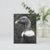 コンドル葉書 ポストカード (スタンド正面)