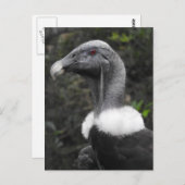 コンドル葉書 ポストカード (正面/裏面)