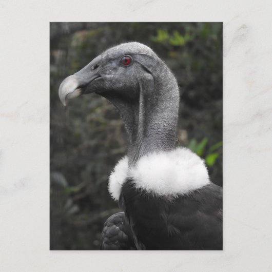 コンドル葉書 ポストカード (正面)