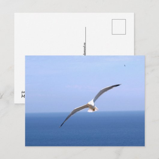 コンドル ポストカード (正面/裏面)