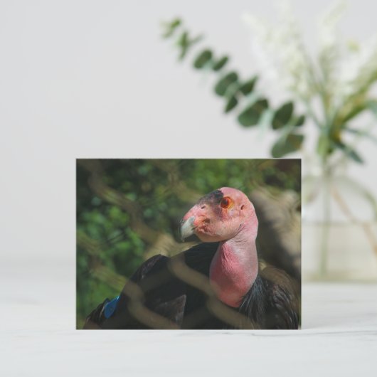 コンドル ポストカード (スタンド正面)