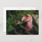 コンドル ポストカード (正面/裏面)