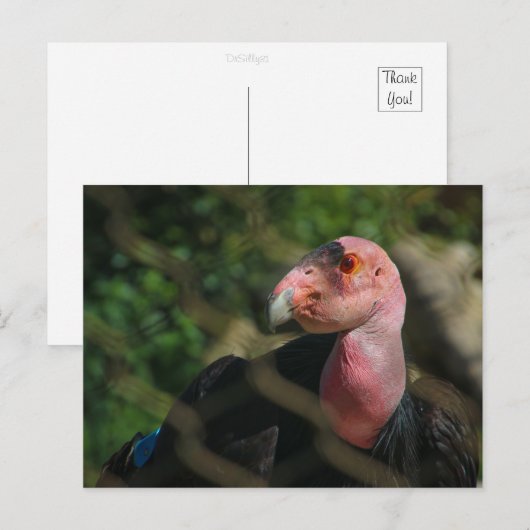 コンドル ポストカード (正面/裏面)