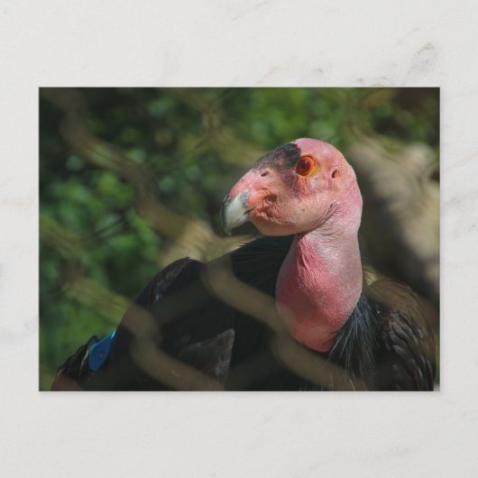 コンドル ポストカード (正面)